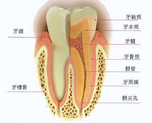 什么是龋病