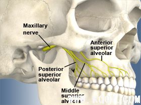 上颌神经示意图-解剖生理-口腔前沿网