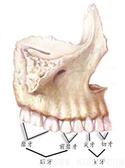 牙齿分类与名称——按牙齿功能形态
