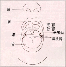 口腔癌概述及流行病学