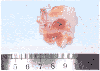 小型猪颞下颌关节磁共振影像与解剖断面对照研究